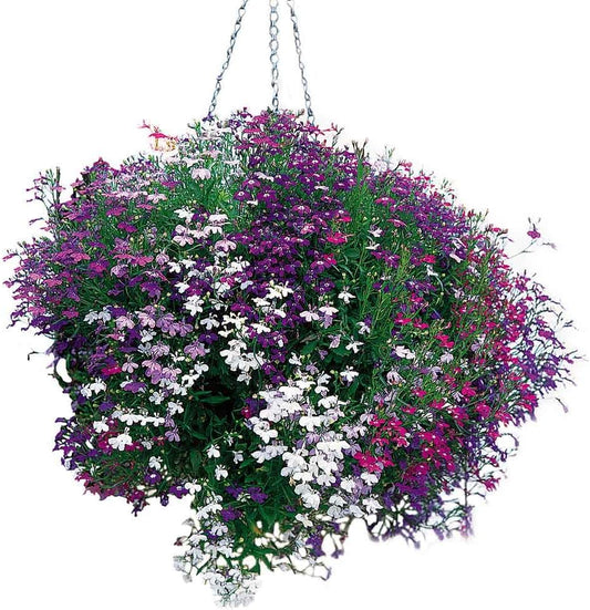 50+ Trailing Mixed Lobelia Regatta Perennial Flower Seeds/Great for Hanging Baskets