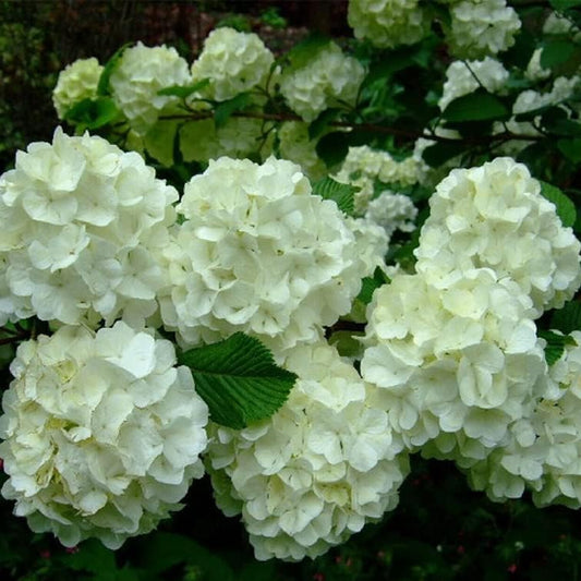 Flower Chinese Snowball 40 + Seeds Viburnum Ichangense - Fast Growing - Organic White Flower Seeds for Your Garden