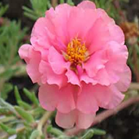 Moss Rose 200 Seeds - Portulaca Grandiflora Pink - Pink Flowers Seeds for Planting - 200 Organic Seeds for Home and Garden