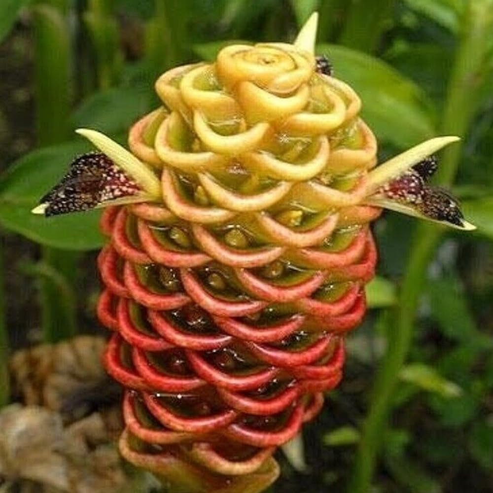 15 Seeds Beehive Ginger Flower Plant Garden Planting 15 Pack Seed - Organic Live Seeds for Planting - Seeds for Home and Garden