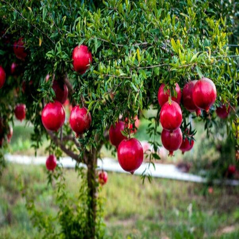 20 Seeds Dwarf Pomegranate Tree Seeds Punica Granatum Nana Garden Fruit House Plant - Organic Tree Seeds for Planting - Live Fresh Seeds