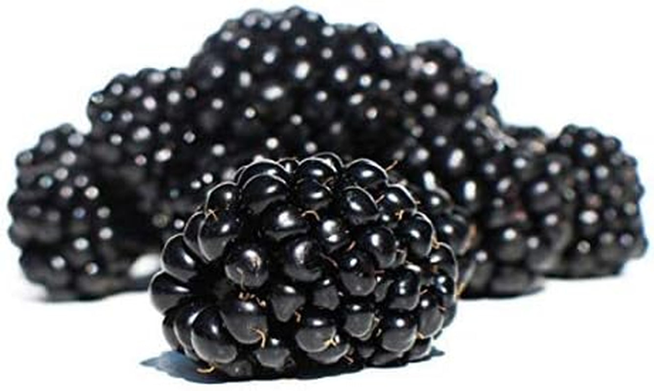 Giant Thornless Blackberry 315 Seeds - Triple Crown Blackberry Fruit Seeds, Blackberry Bush Non GMO Seeds, Wild Grow Unique Seeds, Blackberry Seeds for Planting