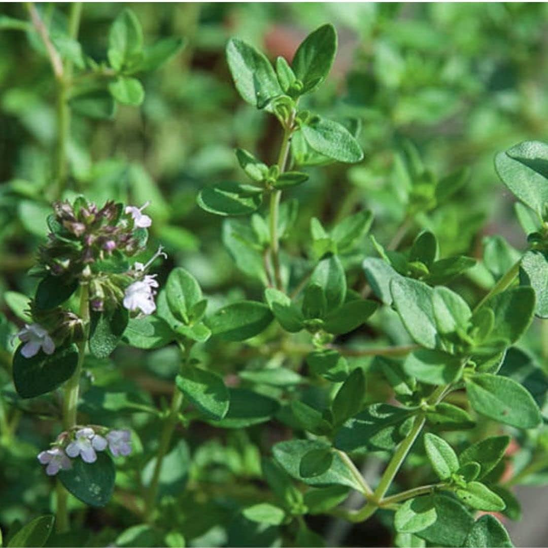 400 Lemon Thyme Seeds Flower Herb Seeds,Impressive Fast Growing