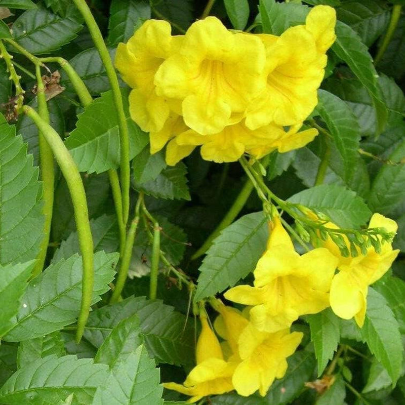 Tecoma Stans Plant 50 Seeds Arizona Yellow Elder Esperanza Gold - 50 Seeds Arizona Yellow Elder Esperanza Organic Flower for Your Garden