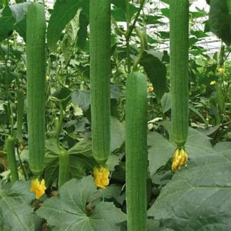 (20) Asian Vegetable Edible Luffa Seeds , Long Smooth Sponge Gourd, Muop Huong