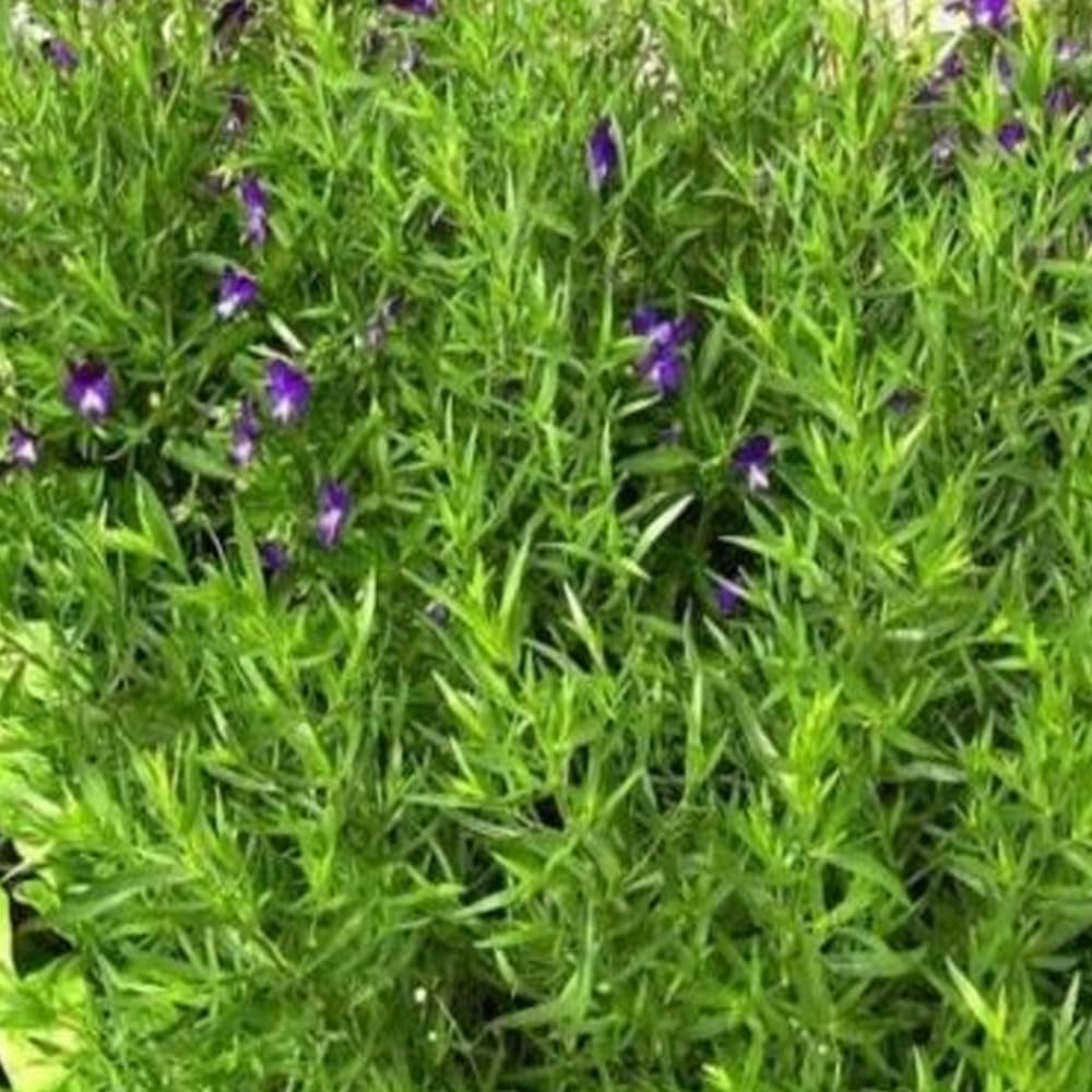 1000 Seeds Tarragon Seeds Russian Tarragon Dragon Wort Perennial - Organic Fresh Seeds for Planting - Seeds for Home and Garden