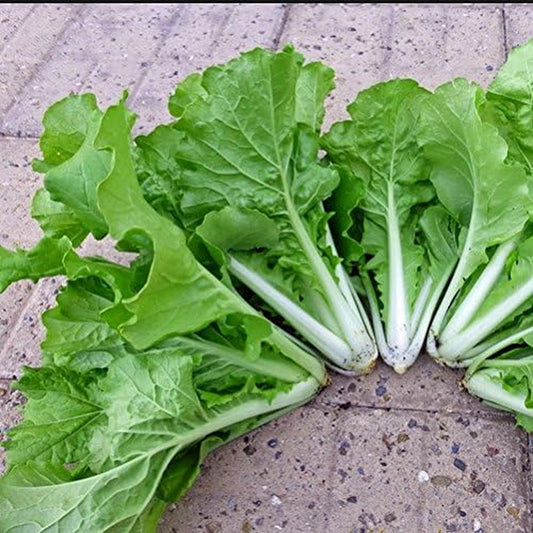 200 Seeds of Brassica Rapa - Frilled Leaf Taiwan Bok Choy - 25/30 Days. Loose Leaf Asian Cabbage