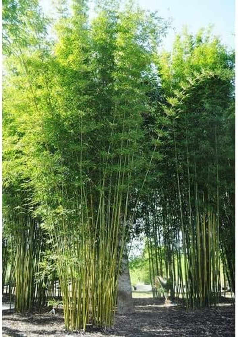 Bambusa Seeds 50 Oldhamii Bamboo - Bamboo Seeds for Your Garden - Privacy Garden Clumping Shade Seed