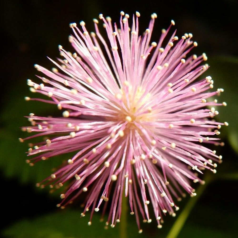 "Shy Flower" Mimosa Plant 50 Seeds - Organic Fresh Seeds for Planting - Live Seeds for Home and Garden