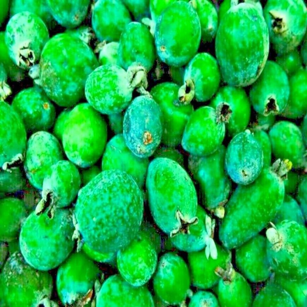 20 Pineapple Guava Tree Seeds "Brazilian Fig Guava Fruit" Tropical Flower Plant - Organic Fresh Pineapple Guava Seeds for Planting - Live Seeds