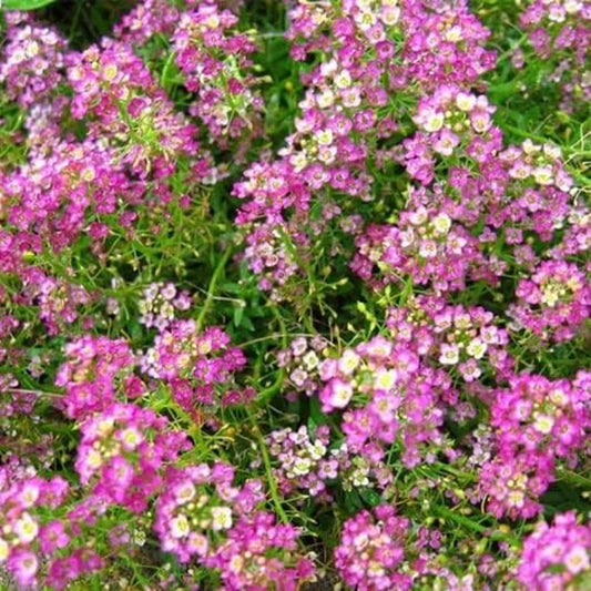 Alyssum Dwarf Pink 50 Seeds - Pink Flower Seeds - Alyssum Dwarf Pink for Your Garden