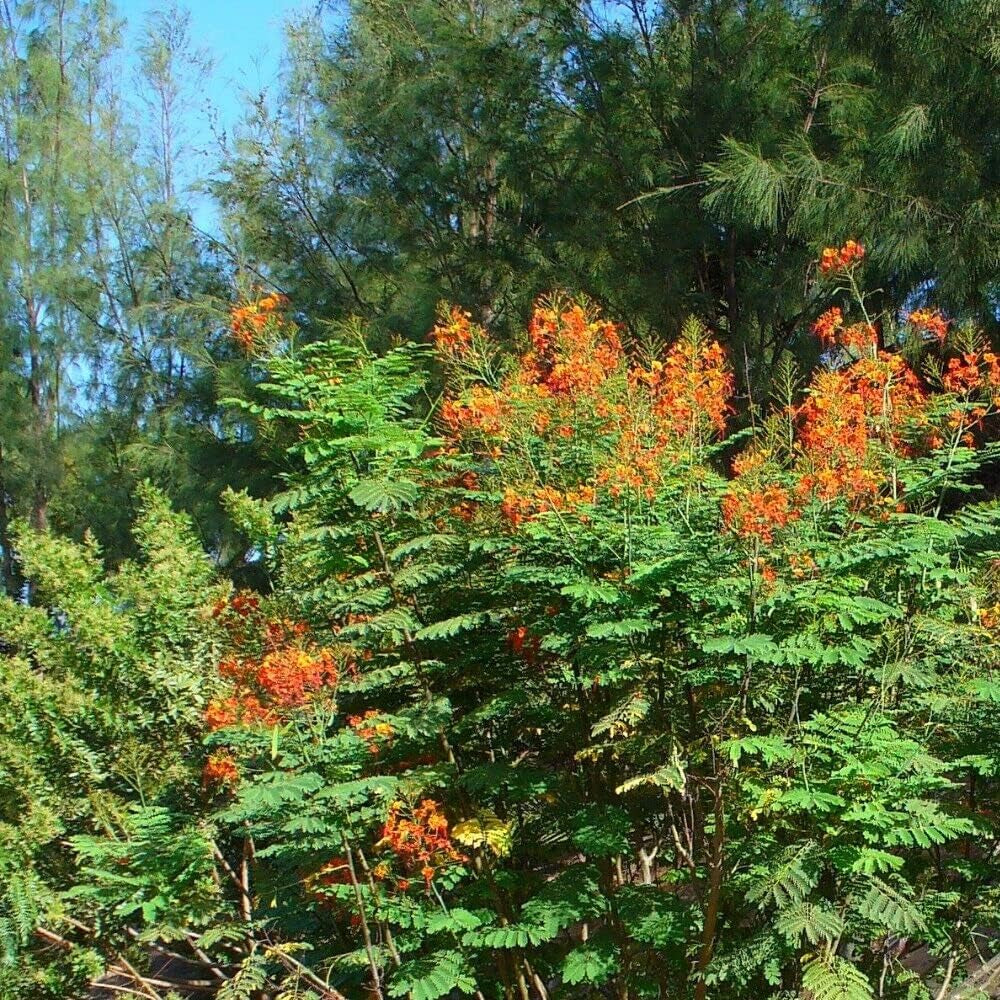 10 Seeds Shrub Pride of Barbados - Caesalpinia Pulcherrima - Organic Fresh Seeds Shrub for Planting - Plant Seeds for Home and Garden