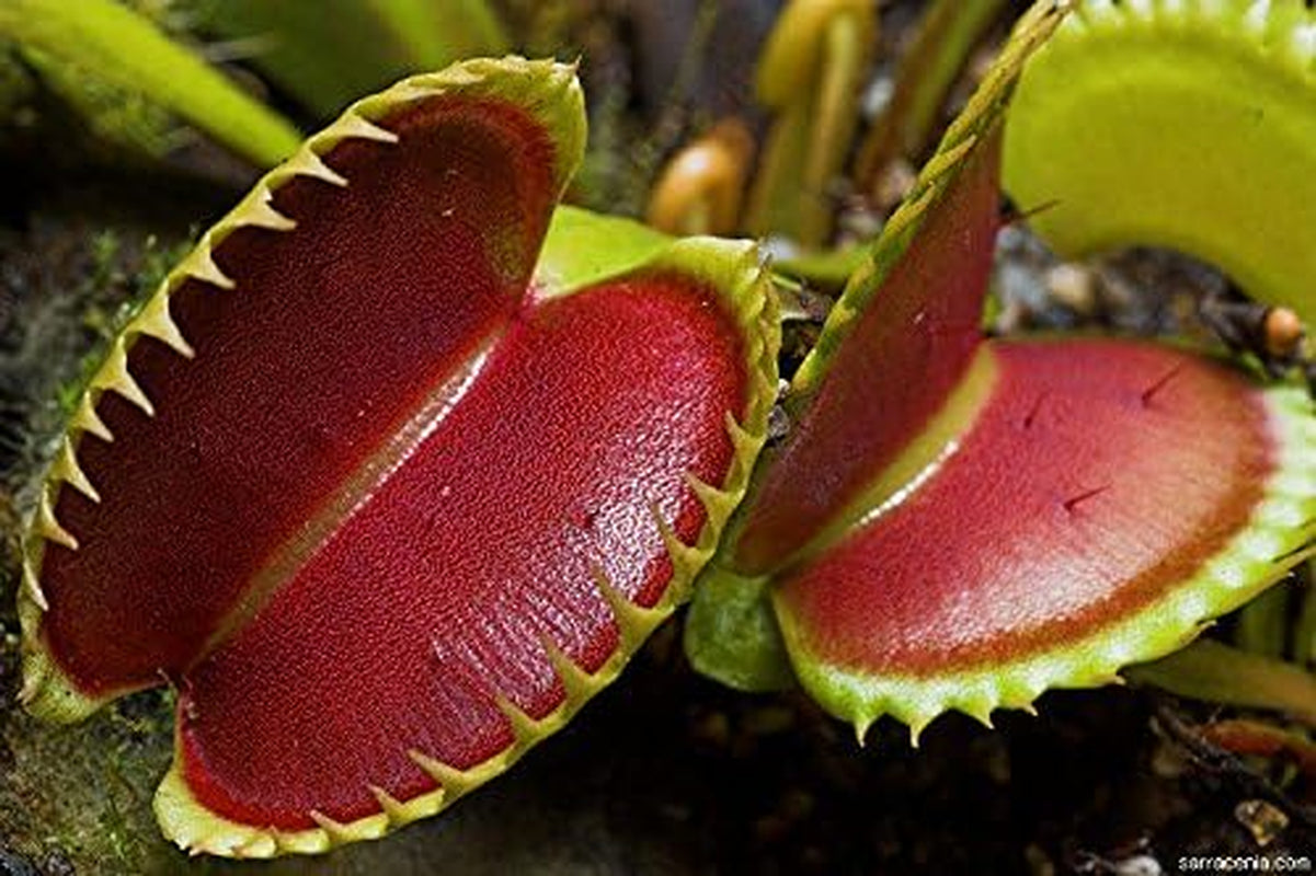 Venus Flytrap Seeds, (25 Seeds) Carnivorous Beauty an Excellent Indoor Plant