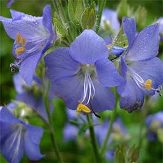 Jacob'S Ladder- Blue- 50 Seeds