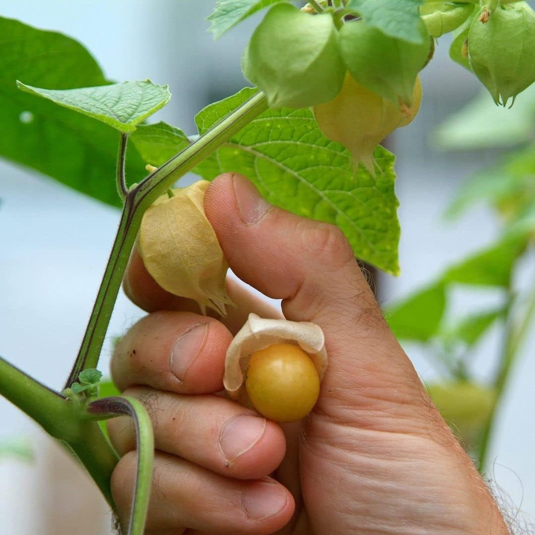 Cape Gooseberry,Giant Poha Berry,100 SEEDS (Physalis Peruviana) ,Ground Cherry