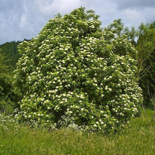 50 Seeds Black Elderberry - Sambucus Nigra - Organic Fresh Live Seeds for Your Landscape in Garden