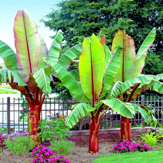 5 Red Abyssinian Ensete Ventricosum False Banana Flower Plant Tree Seeds Rare!