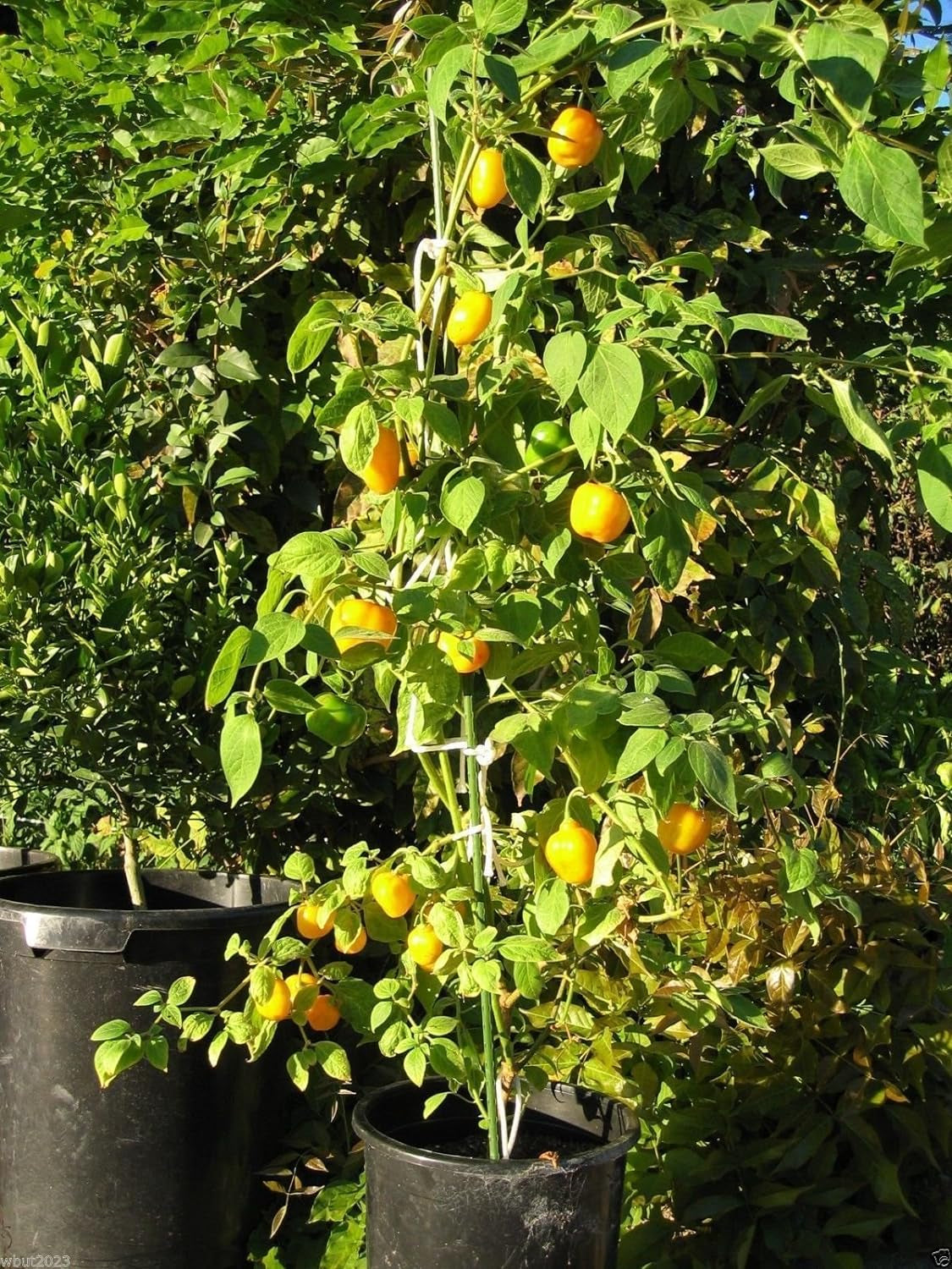 Rocoto Chili Seeds,Yellow Mazano, Apple Chilli (20 Seeds) Can Live over 15 Years