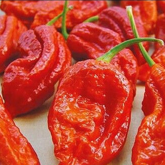 25 Seeds Red Bhut Jolokia Seeds Ghost Pepper Naga Jolokia HOT Chilli - Organic Fresh Seeds for Planting - Live Seeds Fpor Planting