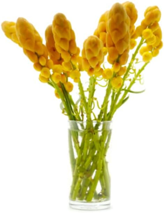 50 Seeds Candle-Bush Plant Medicinal Tree | Senna Alata 15Ft Growth 50 Seeds Organic Tree 15Ft for Your Garden