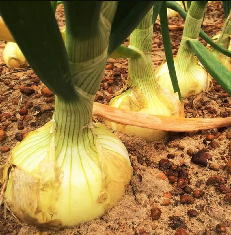 25 Super Sweet Candy Onion Sets Bulb Vidalia Yellow
