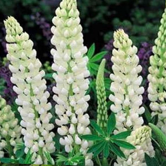 White Flower Lupine - Lupinus Polyphyllus Noble Maiden - 25 Seeds- Organic Fresh Seeds for Planting - Live Fresh Seeds for Your Garden