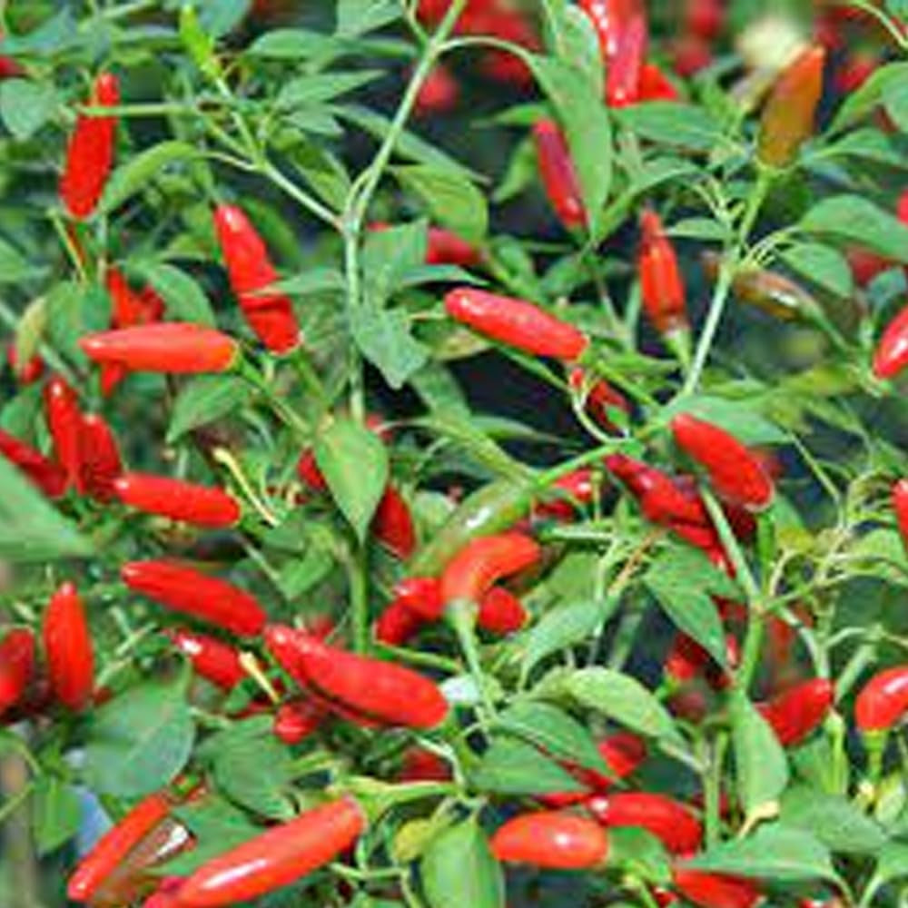 Chile PEQUIN - Bird Eye HOT Pepper Seeds 40 Seeds - Organic Fresh Seeds for Planting - Live Seeds for Home and Garden