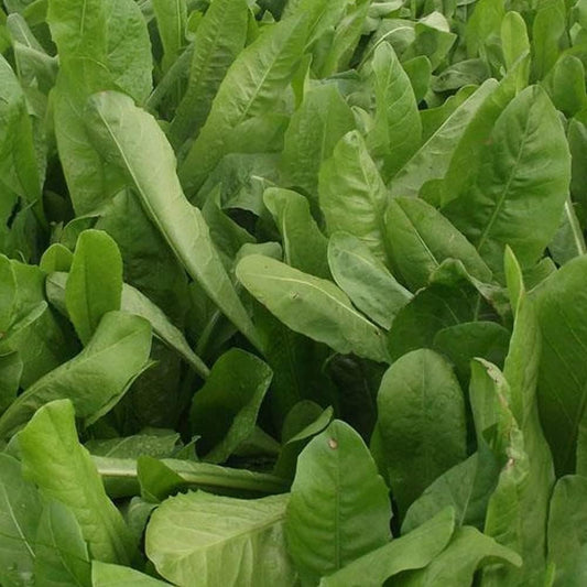500 Seeds Chicory Fresh - Organic Seeds for Planting - Chicory for Your Home and Garden