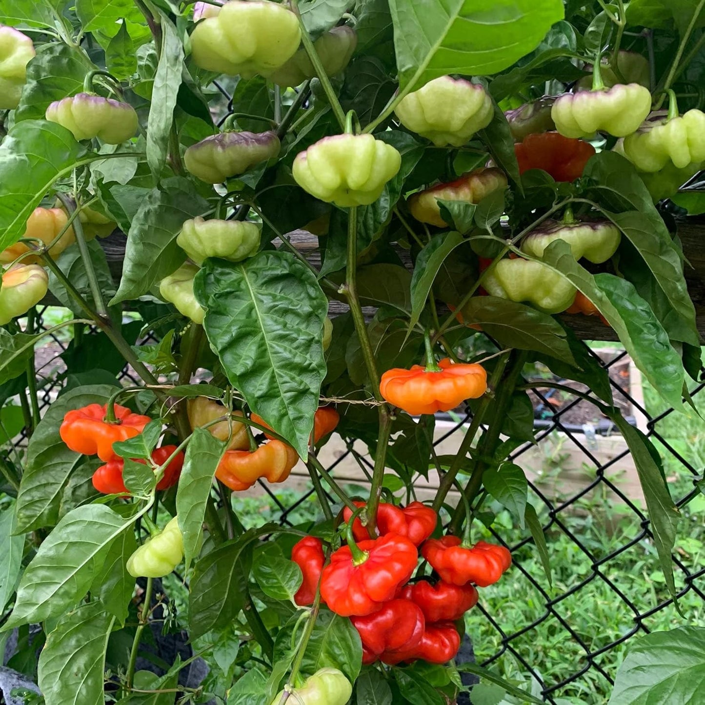Ajicito Aji Dulce, Aji Gustoso, Cachucha Puerto Rican Sweet Pepper 50 Seeds