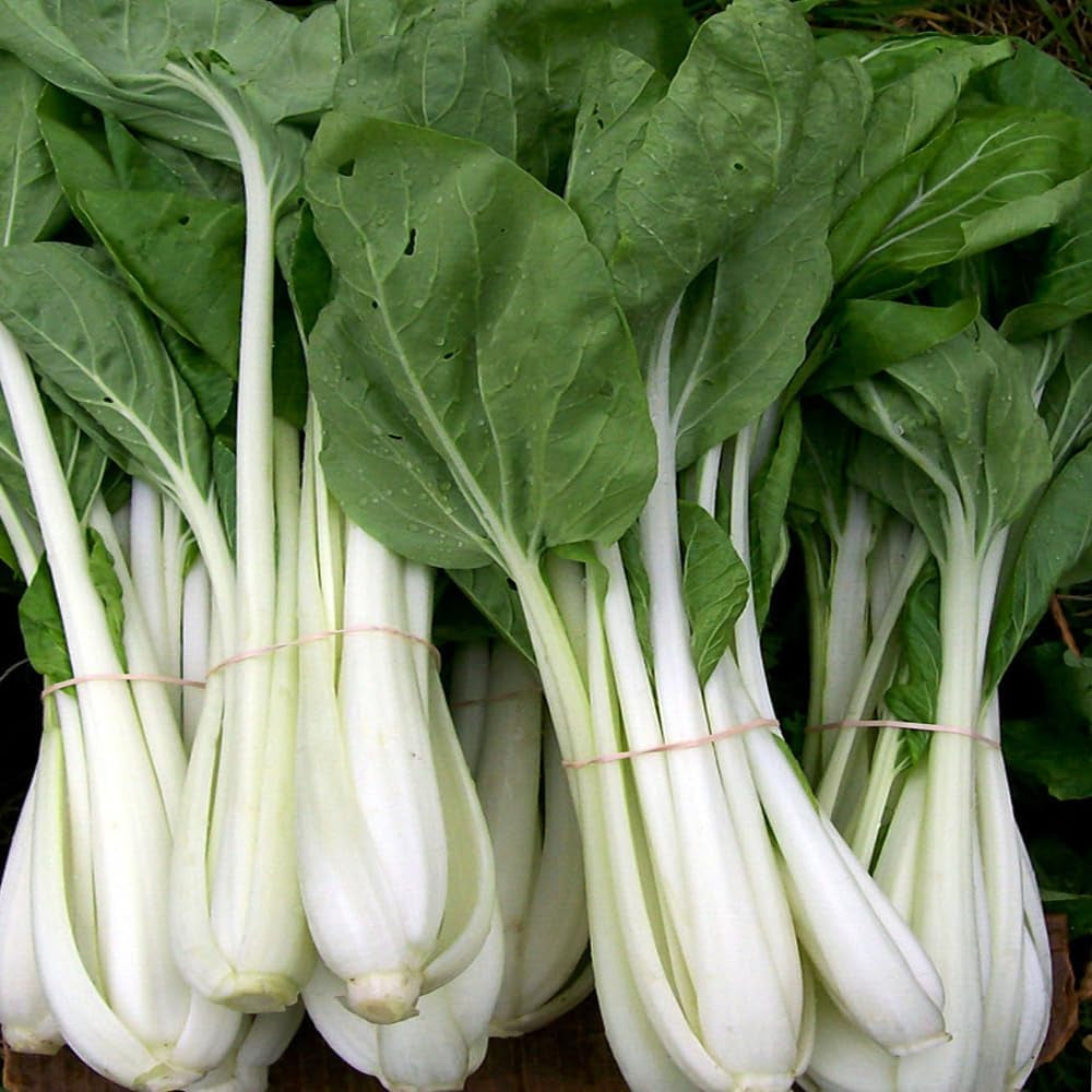 200 Seeds Pak Choi Seeds White Stem Chinese Cabbage Bok Choy Four Season Vegetable - Organic Fresh Plant Seeds for Home and Garden - Live Seeds for Planting