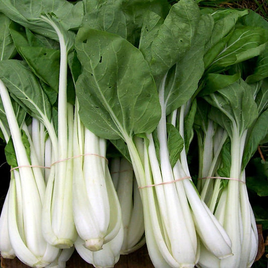 200 Seeds Pak Choi Seeds White Stem Chinese Cabbage Bok Choy Four Season Vegetable - Organic Fresh Plant Seeds for Home and Garden - Live Seeds for Planting