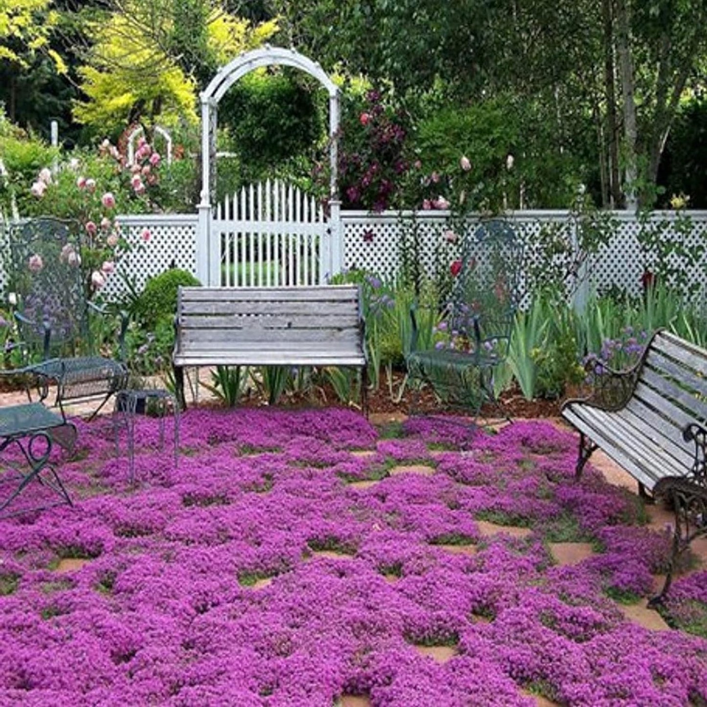 1000 Pcs Magic Carpet Creeping Thyme Ground Cover Creeping Thyme Seeds