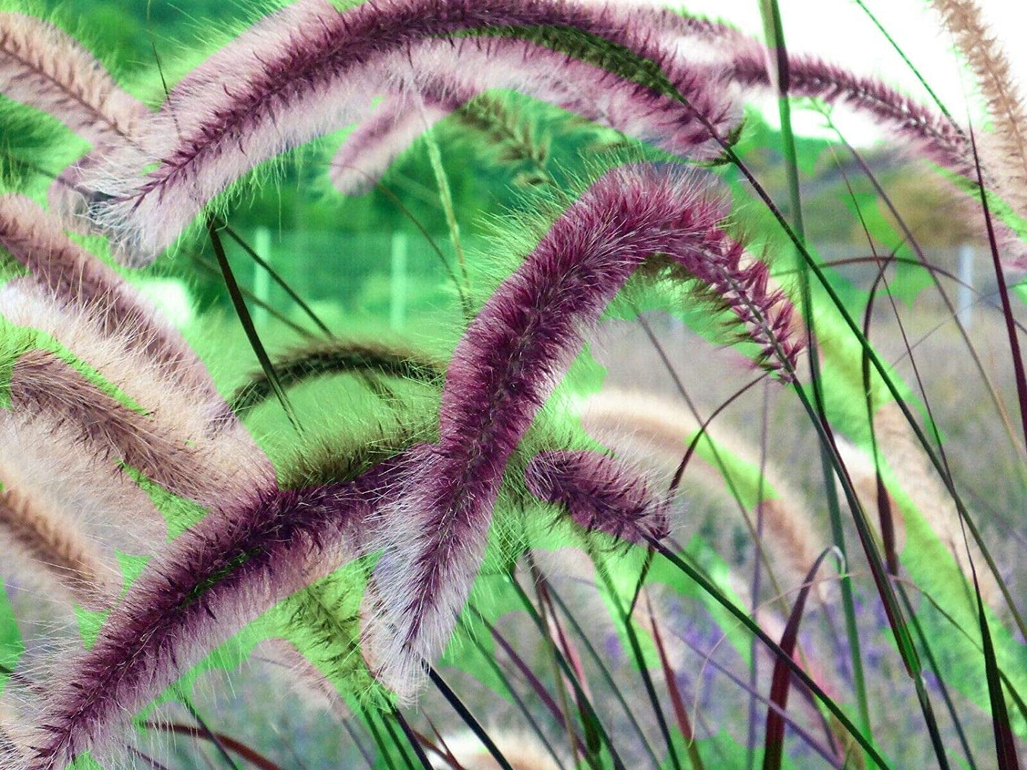 Purple Fountain Grass Ornamental Pennisetum Dark Burgundy Flower Jocad (25 Seeds)
