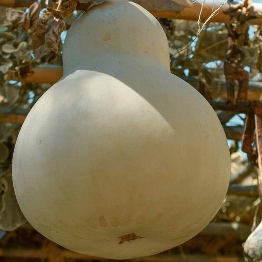 Seeds Birdhouse Gourd, Calabash, Chinese Buddha Squash, White-Flowered Gourd 10+ Seeds Cucurbita