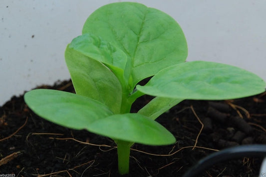 Green Malabar Spinach-100 Seeds [Guyana Thick Leaf Callaloo] Fast-Growing Vine