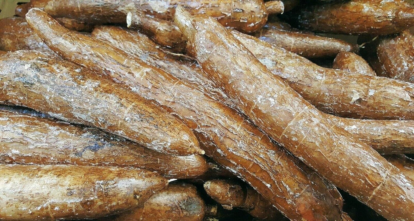 Rare Seeds - Tapioca Plant Seed - Cassava Manihot Esculenta Jocad (5 Seeds)