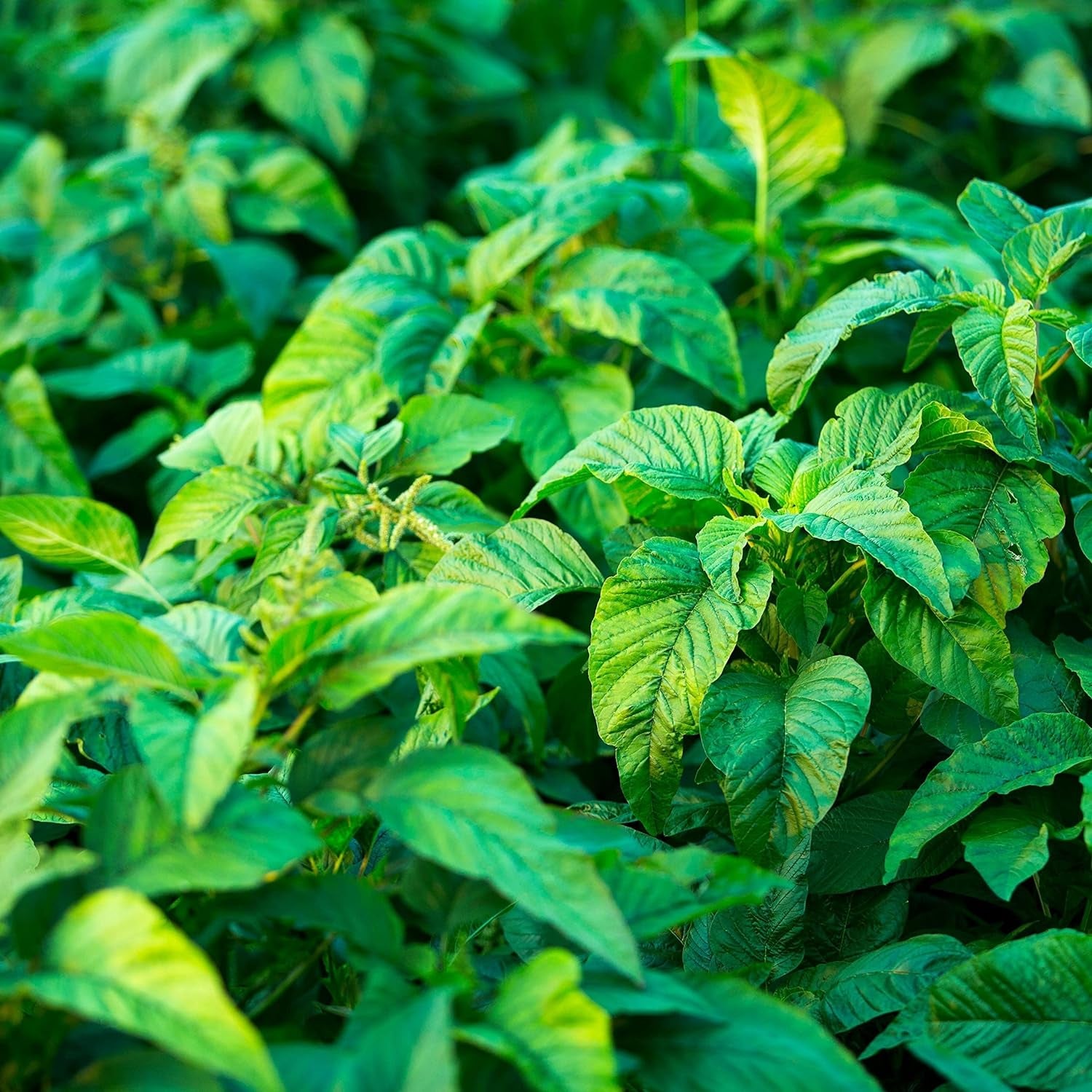 Jamaican CALLALOO,(500 Seeds) Amaranth, Used In,West Indian & Asian Cuisines