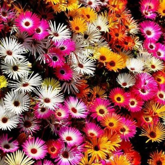 2000 Seeds Daisy ICE Plant Livingstone Mix Dwarf 5" Groundcover Drought Tolerant - Organic Fresh Seeds for Planting - Seeds for Home and Garden