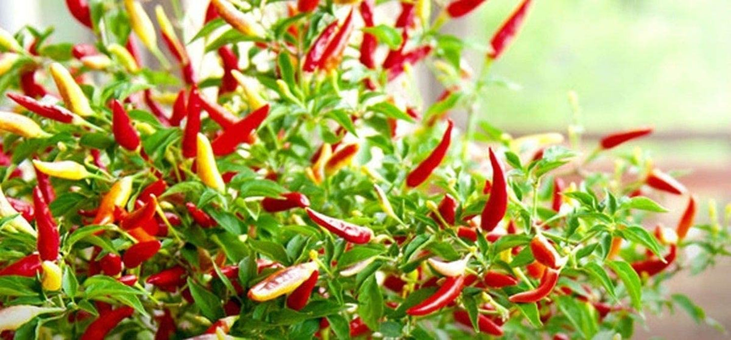 Small Thai Chili Hot Pepper Seeds - Hot Heirloom Chili from Thailand(25 - Seeds)