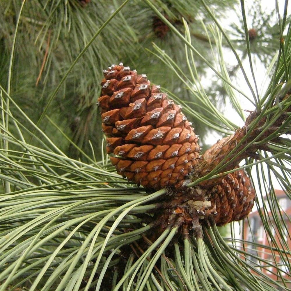 15 Seeds Ponderosa Pine Pinus Ponderosa - Organic Fresh Seeds for Planting - Live Seeds for Home and Garden