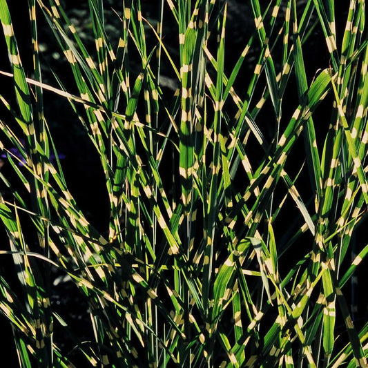 10 Zebra Grass Variegated Maiden Grass Seeds - Organic Fresh Seeds for Planting - Live Seeds for Home and Garden