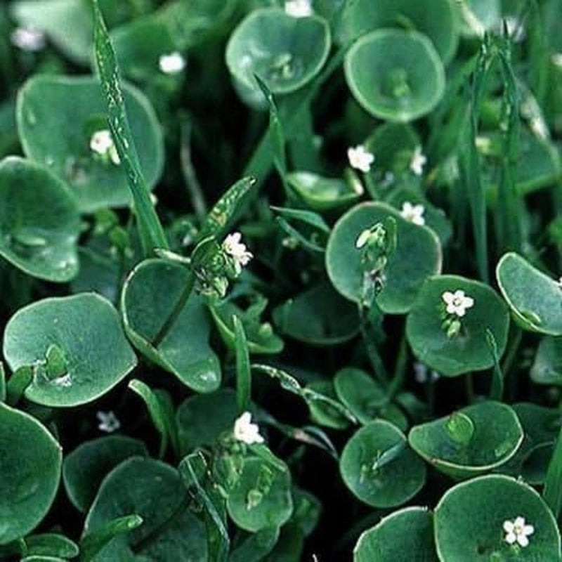 Purslane- Winter- Claytonia Perfoliata- 100 Seeds