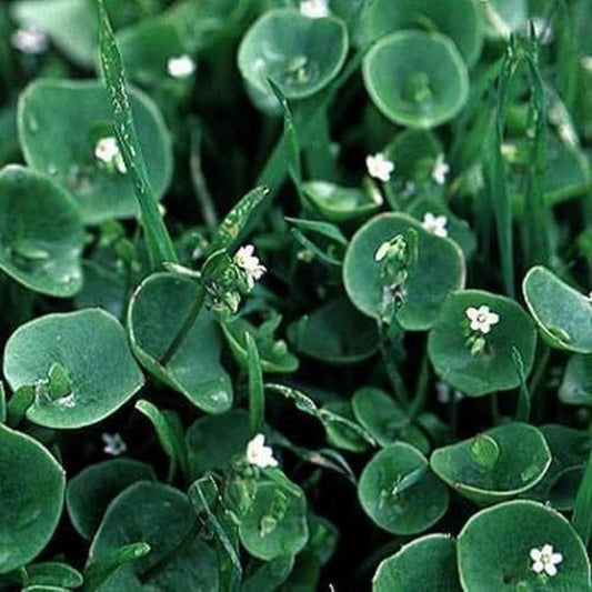 Purslane- Winter- Claytonia Perfoliata- 100 Seeds