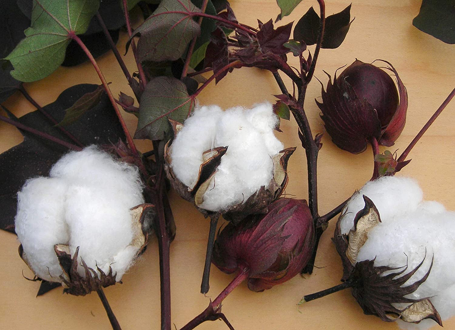 White Cotton 25 Seeds - Gossypium Hirsutum Cotton Plant, Easy Grow Perennial Shrub Upland Cotton, Winter Hardy Showy Flowers Plants, Mexican Cotton Seeds for Growing