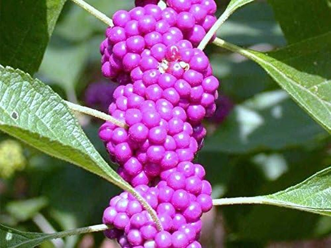 Callicarpa Americana Beautyberry Exotic Florida Native Fruit Bird Seed 30 Seeds