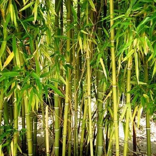 Bamboo 50 Seeds Yellow Bamboo Seeds Privacy Seed Garden Clumping Shade Screen for Your Garden