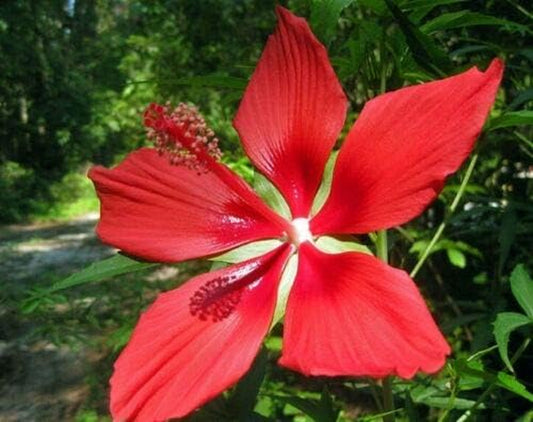 Hibiscus Coccineus Texas Star Jocad (10 Seeds)
