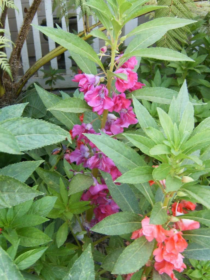 Mixed Impatiens Balsam Balsamina Touch Me Not Jocad (100 Seeds)