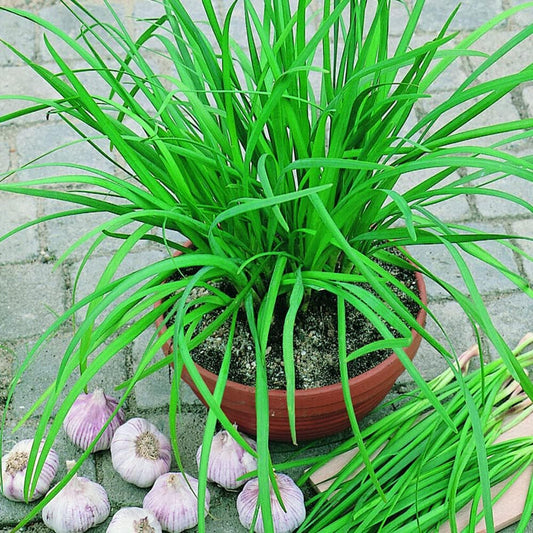 250 Seeds Garlic Chive Seeds Common Type Fresh - Organic Plant Seeds for Your Home and Garden