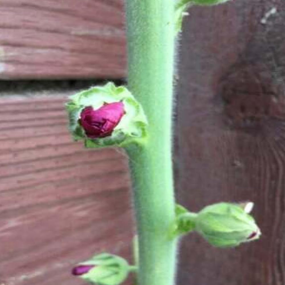 25 Seeds Hollyhock Purple Double Flowers Garden - Organic Fresh Seeds for Planting - Live Seeds for Home and Garden
